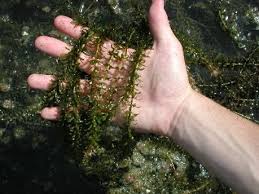 Image result for Hydrilla