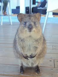 Lil Australian Animal Called A Quokka I Want One Cute Animals Happy Animals Animals