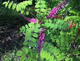 Image result for Indigofera pseudomoniliformis