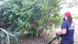 Image result for Berchemia zeyheri