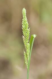 Image result for Echinochloa crus-pavonis