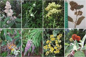 Image result for Buddleja pulchella