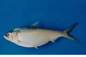 Masukkan ikan, didihkan ikan sampai matang. Toli Shad Wikipedia