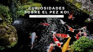 How to prepare pond for khoi fish. 15 Curiosities Of The Koi Fish The Japanese Carp 2021