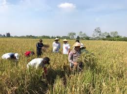 Pupuk Subsidi di Kota Malang Diarahkan ...