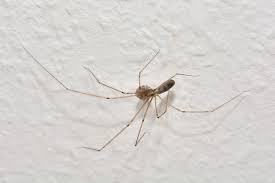 Just curious how much some of you are paying and if you had. Are The Spiders In My House Dangerous Plunkett S Pest Control