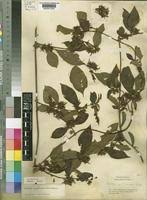 Image result for Sabicea venosa