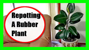1.gently hold the stems of your plant and slide it out from its current planter. How To Repot Rubber Plant Transplant Rubber Plant And After Care Youtube