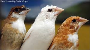 Society Bengalese Finches Lonchura Striata Domestica Pet Birds Beautiful Birds Bird Photo