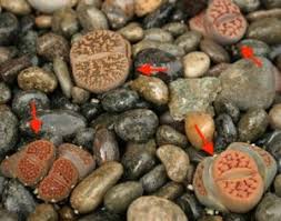 La casa della melanzana genoma ai raggi x per piante più resistenti l'obiettivo del centro di ricerca di montanaso lombardo è il miglioramento genetico delle specie: Le Piante Piu Strane Al Mondo Fito