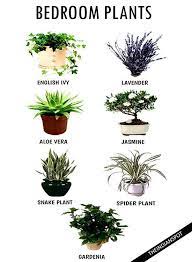 Check spelling or type a new query. A Good Night S Sleep Is Essential For A Healthy Body And Mind Stress And Home Decor Bedroom Plants Plants Best Plants For Bedroom