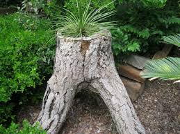 Sans doute, les souches d'arbres sont un matériau parfait pour les décorations de jardin, mais aussi pour de petits objets de décoration d'intérieur. Jardin Exotique Un Tronc D Arbre Devient Un Element Decoratif