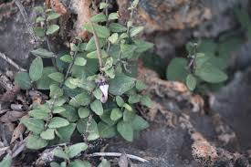 Image result for Ceropegia rendallii
