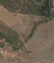 Image result for Emilia tenellula