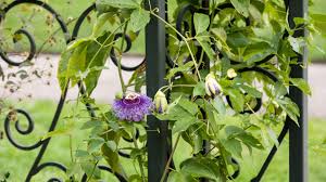 I know we have been having a cool spring summer so far but i should have some color by not. Popular Flowering And Vines And Climbers