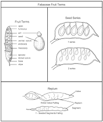 Image result for Rhynchotropis poggei