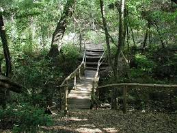 The Woods At Mayfield Park In Austin Texas Mayfield Park Park Lake
