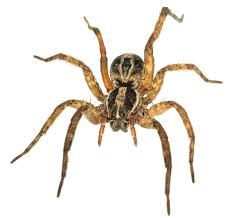 This was sandbag, he's a camel spider and i could only really post these pictures from his travel tub because the others are pretty gory or blurry, these were taken a bit over a year ago. Https Extensionpublications Unl Edu Assets Pdf Ec1590 Pdf