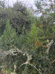 Image result for Dasylepis eggelingii