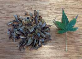 We did not find results for: Just Collected These Japanese Maple Seeds From A Tree In My Neighbourhood Bonsai