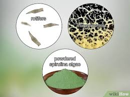 Ghost shrimp a to z care guide. How To Breed Ghost Shrimp With Pictures Wikihow