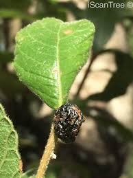 Image result for Ozoroa sphaerocarpa