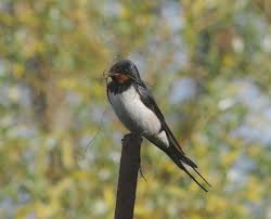 The abnormal behaviour of a group of barn swallows roosting in a maize field is described in detail. Organic Animal Farms Benefit Birds Nesting In Agricultural Environments Eurekalert Science News