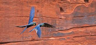 To Help a Rare Brazilian Parrot, Start With a Crossbow and Rappelling  Beekeepers