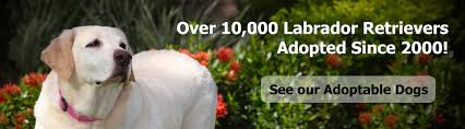 Below are our newest added labrador retrievers available for adoption in florida. Lrrof Labrador Retriever Rescue Of Florida