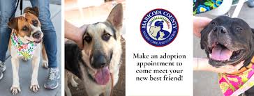 Animal shelters & rescues near you. Maricopa County Animal Care Control Home Facebook