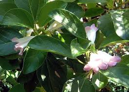 Image result for Delostoma