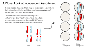 Worksheet is often used in biology worksheets, worksheets, practice sheets. Meiosis Label