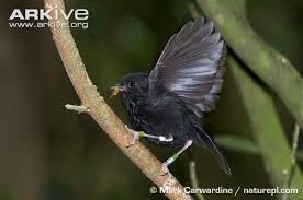 So how do you tell the difference? Chatham Island Black Robin Chatham Islands Bird Photo Wild Birds