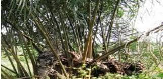 Image result for Oldfieldia macrocarpa