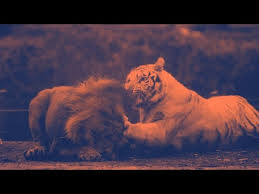 En Inanilmaz 10 Hayvan Kavgasi Most Amazing 10 Animal Fights Youtube