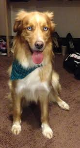 18 Breathtaking Husky Golden Retriever Mixes