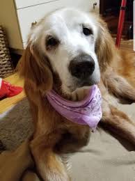 They are handsome and charming; Meet August The World S Oldest Golden Retriever At 20 Years Old