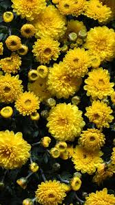 Yellow Flowers Iphone Wallpapers For Iphone Is 4k Wallpaper Flower Iphone Wallpaper Yellow Flower Wallpaper Iphone Backgrounds Nature