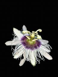 Image result for Passifloraceae