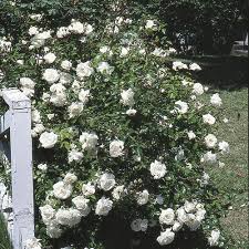 The climbing new dawn rose is covered with fragrant, pearly pink flowers. White Dawn Climber Rose