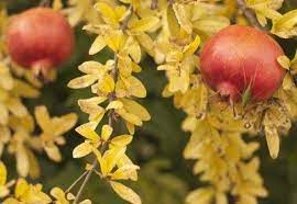 How to pollinate a pomegranate tree. Why Is My Pomegranate Tree Turning Yellow Fixing A Pomegranate With Yellow Leaves