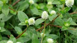 Image result for Gomphrena celosioides