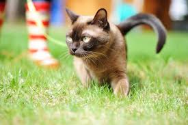 Die pupillen der katzenaugen sind in ihrer öffnungsgröße stark veränderbar, bei hellem umgebungslicht sind die pupillen bei kleinkatzen senkrecht schlitzförmig, bei anderen katzenarten klein und rund, bei dunkelheit sind die pupillen extrem weit geöffnet. Kleinkatzen Infos Bilder Und Steckbriefe Zu Hauskatzen Puma Und Co