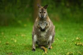 They are also happy to feed on humans! Wallaby On The Loose In The Hudson Valley
