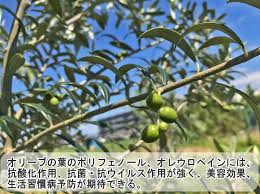 楽天市場 富士山 オリーブ茶 ティーバッグ2g 12ｐ 国産 健康茶 お茶 葉 日本茶 茶葉 当店オススメ お茶畑発 富士山直送便