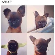 When You Are Wrong But Refuse To Admit It Funny Dog Memes Clean Funny Dog Memes 2018 Dog Meme Face Cute Dog Animal Memes Funny Animal Jokes Funny Animal Memes