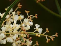 Image result for Vincetoxicum apiculatum