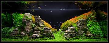 4 planting and taking care of live plants. Aquariums Aquaknow