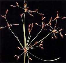 Image result for Vahlia dichotoma