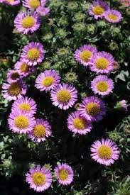 Image result for Cyrtorchis glaucifolia